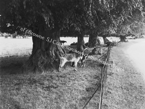 GOATS AT EMO COURT